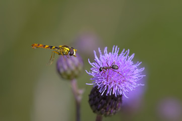bee with ant