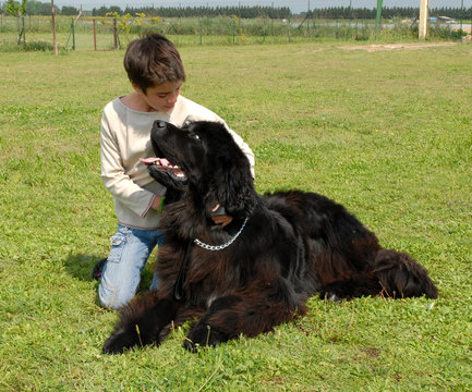fillette et chien g&eacute;ant