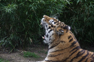 amur tiger