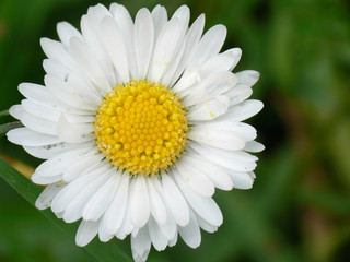 daisy in a natural environment