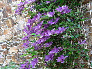 climatis vor bruchsteinwand 2
