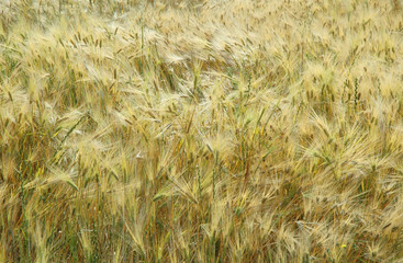rye field