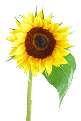 sun flower collection