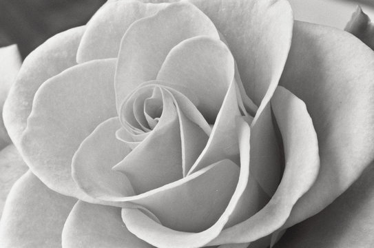 coeur de rose blanche