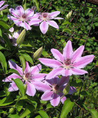 clematis flowers