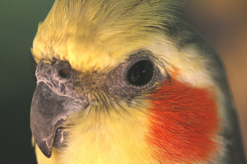 peruche