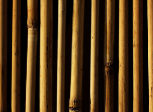 bambou