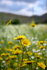 Obraz premium wild flowers