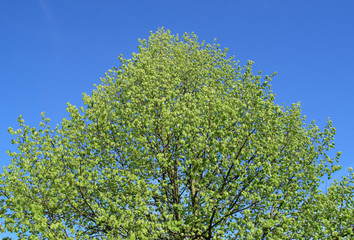 spring tree
