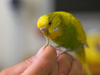 budgie on hand