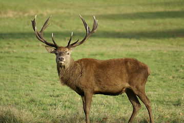 male deer