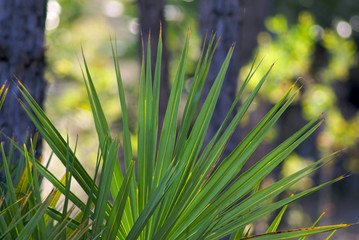 palm plant
