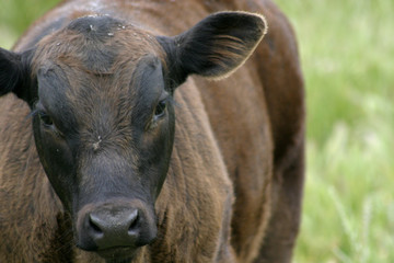brown cow in pasture
