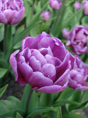 close-up of violet tulip on field