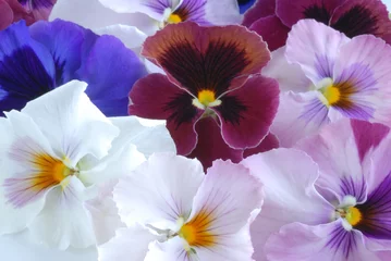 Zelfklevend Fotobehang heartsease flowers © saied shahinkiya