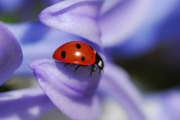ladybug