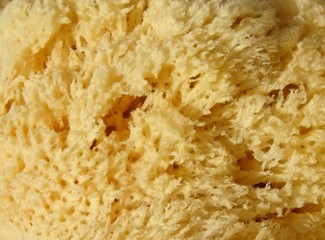 sponge