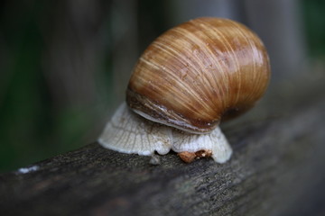 snail