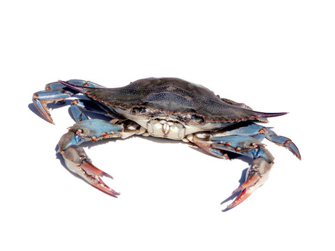 blue crab isolated over white 2
