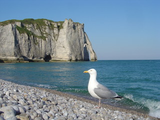 mouette sur la plage d'étretat