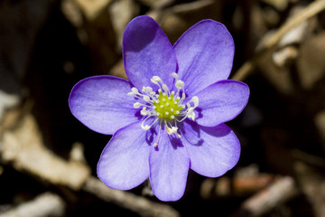 fleurs 214