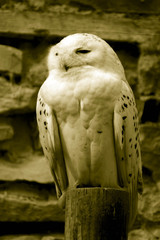 grand duc