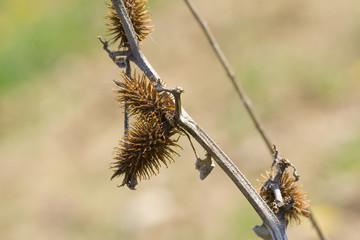 fleurs 229