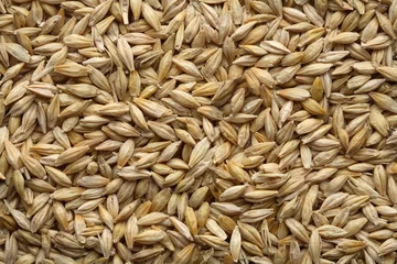 Deurstickers barley © Stocksnapper