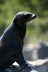 Fototapeta premium kalifornischer seelöwe