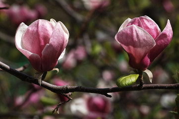 two magnolia