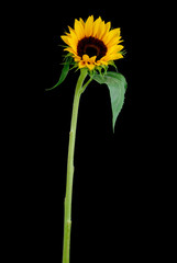 Naklejka premium sun flower