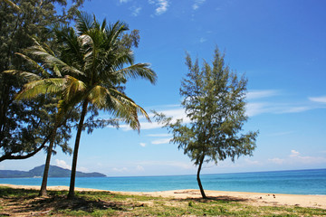 Fototapeta na wymiar pine and coconut tree