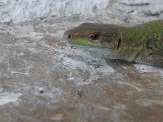 macro lizard