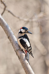 great spotted woodpecker