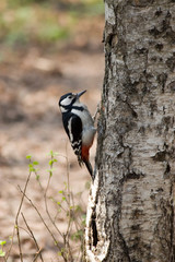 great spotted woodpecker 2