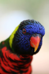 hello lorikeet