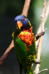 lorikeet