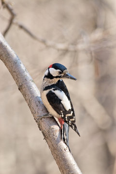 great spotted woodpecker