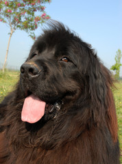 Fototapeta premium portrait de terre neuve