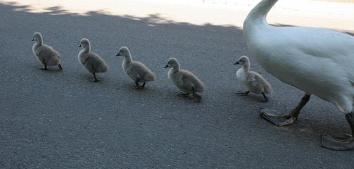 Obraz premium schwanenbabys