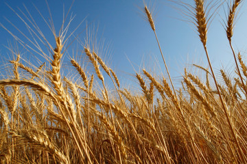 wheat