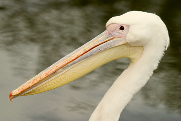 pink pelikan portret close up © Andrey Ushakov