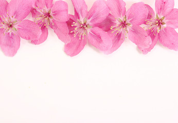 pink flowers top border