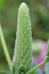 lupin spike