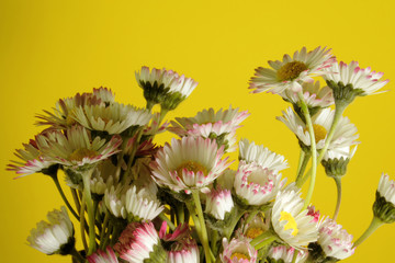daisies