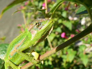 chameleon