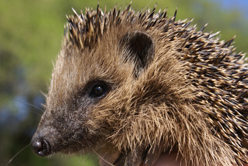 igel