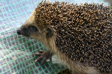 igel