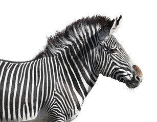 Fototapeta na wymiar Zebra Grevy'ego close-up samodzielnie na białym backgro