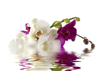 orchids